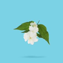 Image of Jasmine flowers and green leaves in air on light blue background. Blooming plant