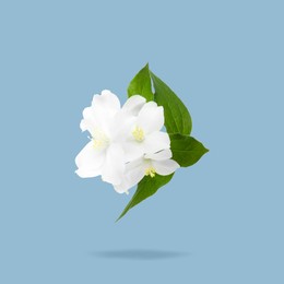 Image of Jasmine flowers and green leaves in air on greyish blue background. Blooming plant