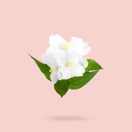 Image of Jasmine flowers and green leaves in air on pink background. Blooming plant