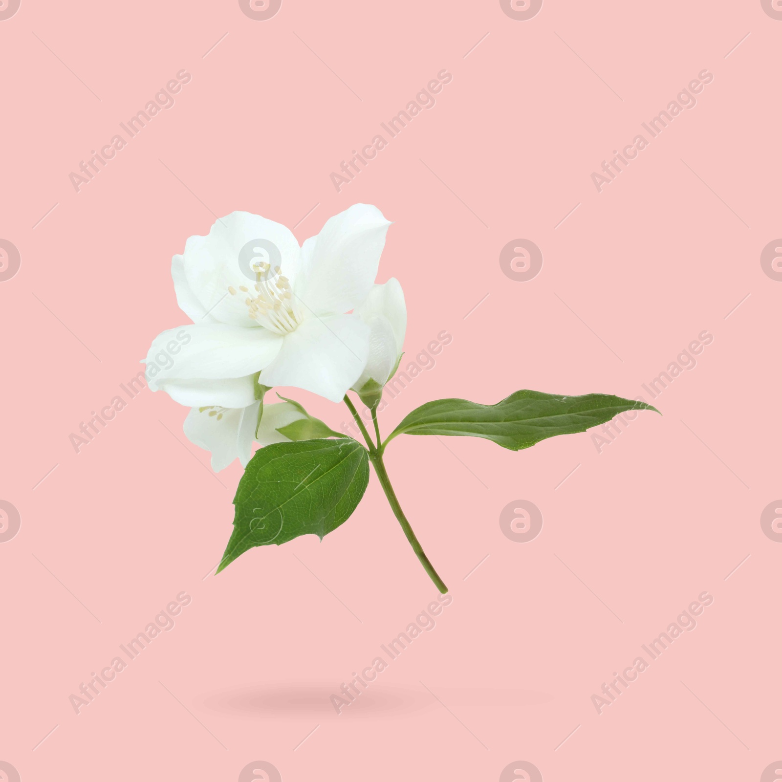 Image of Jasmine flowers and green leaves in air on pink background. Blooming plant