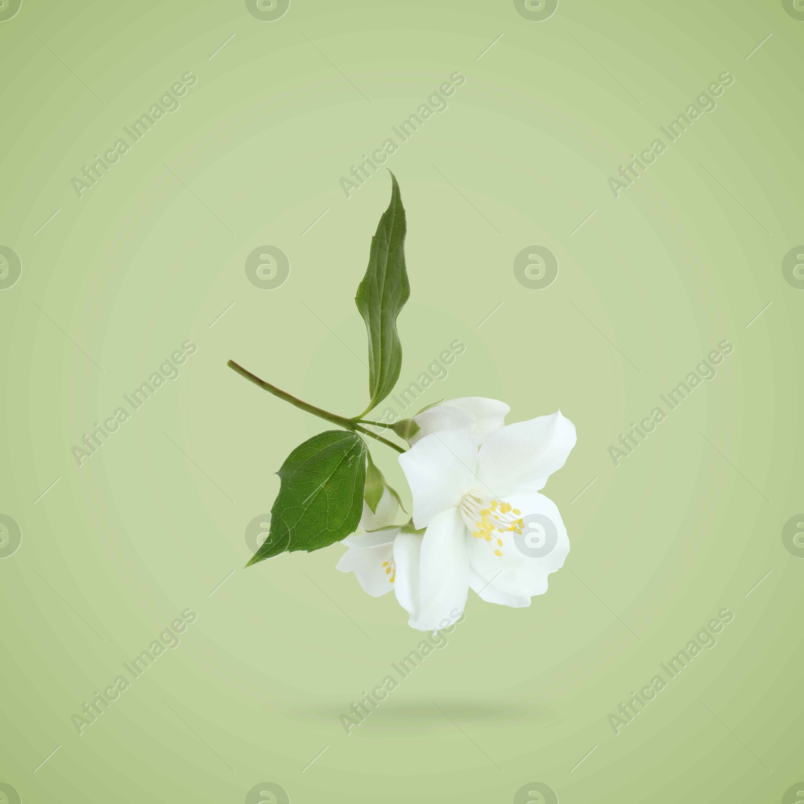 Image of Jasmine flowers and leaves in air on green background. Blooming plant