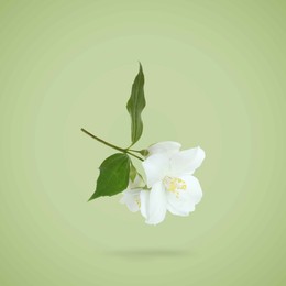 Image of Jasmine flowers and leaves in air on green background. Blooming plant