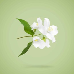 Image of Jasmine flowers and leaves in air on green background. Blooming plant