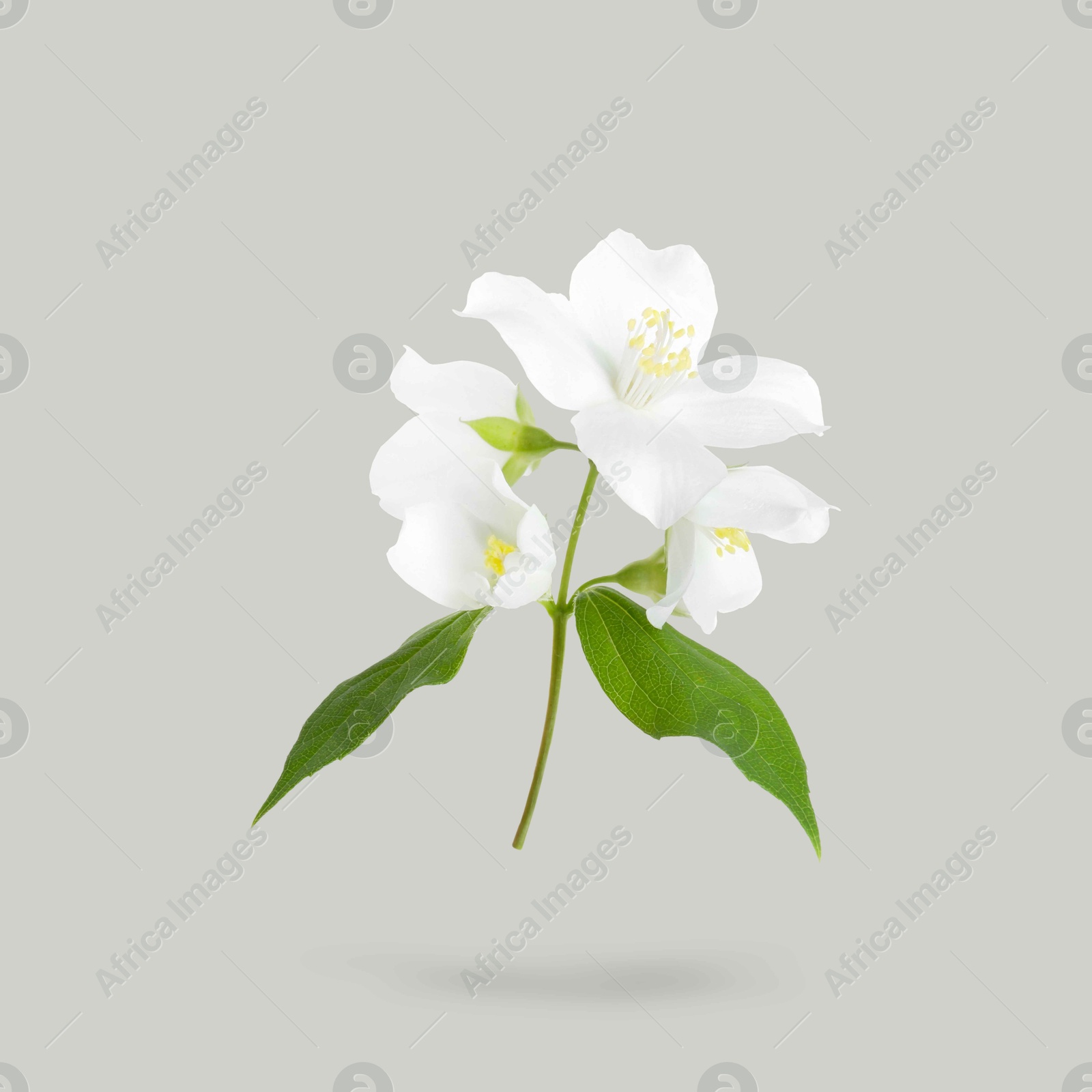 Image of Jasmine flowers and green leaves in air on grey background. Blooming plant