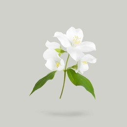 Image of Jasmine flowers and green leaves in air on grey background. Blooming plant