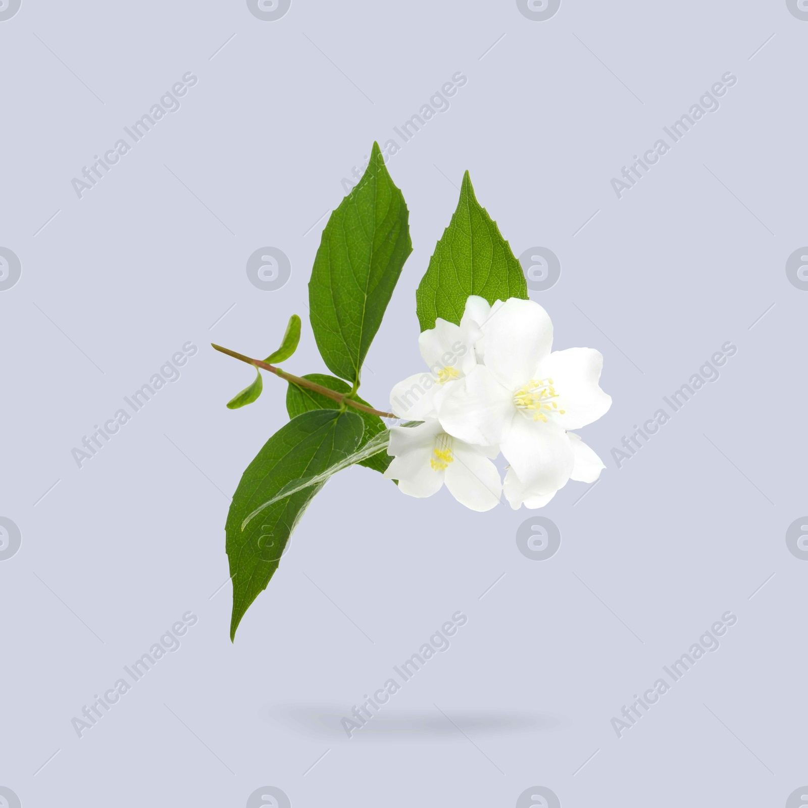 Image of Jasmine flowers and green leaves in air on grey background. Blooming plant