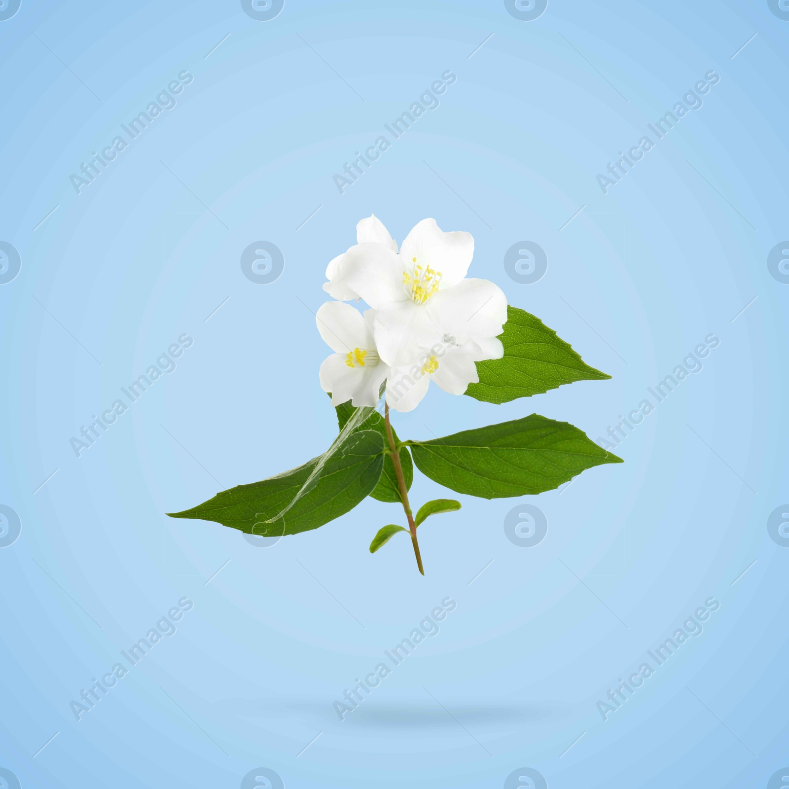 Image of Jasmine flowers and green leaves in air on light blue background. Blooming plant