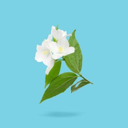 Image of Jasmine flowers and green leaves in air on light blue background. Blooming plant