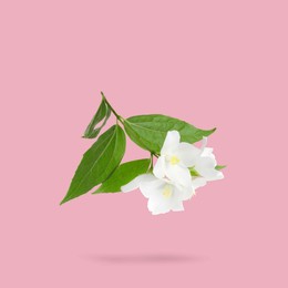 Image of Jasmine flowers and green leaves in air on pink background. Blooming plant