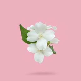 Image of Jasmine flowers and green leaves in air on pink background. Blooming plant