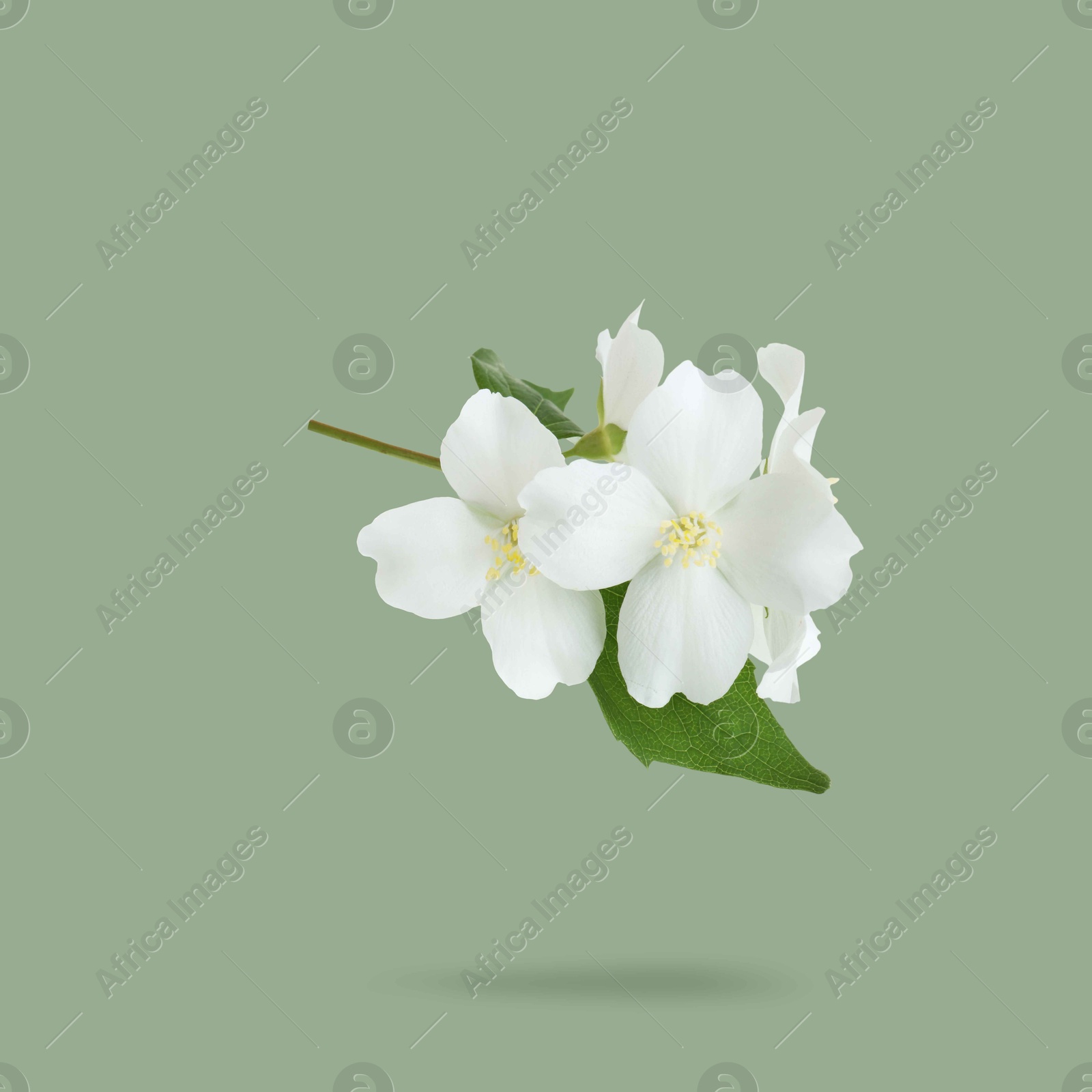 Image of Jasmine flowers and leaves in air on greyish green background. Blooming plant