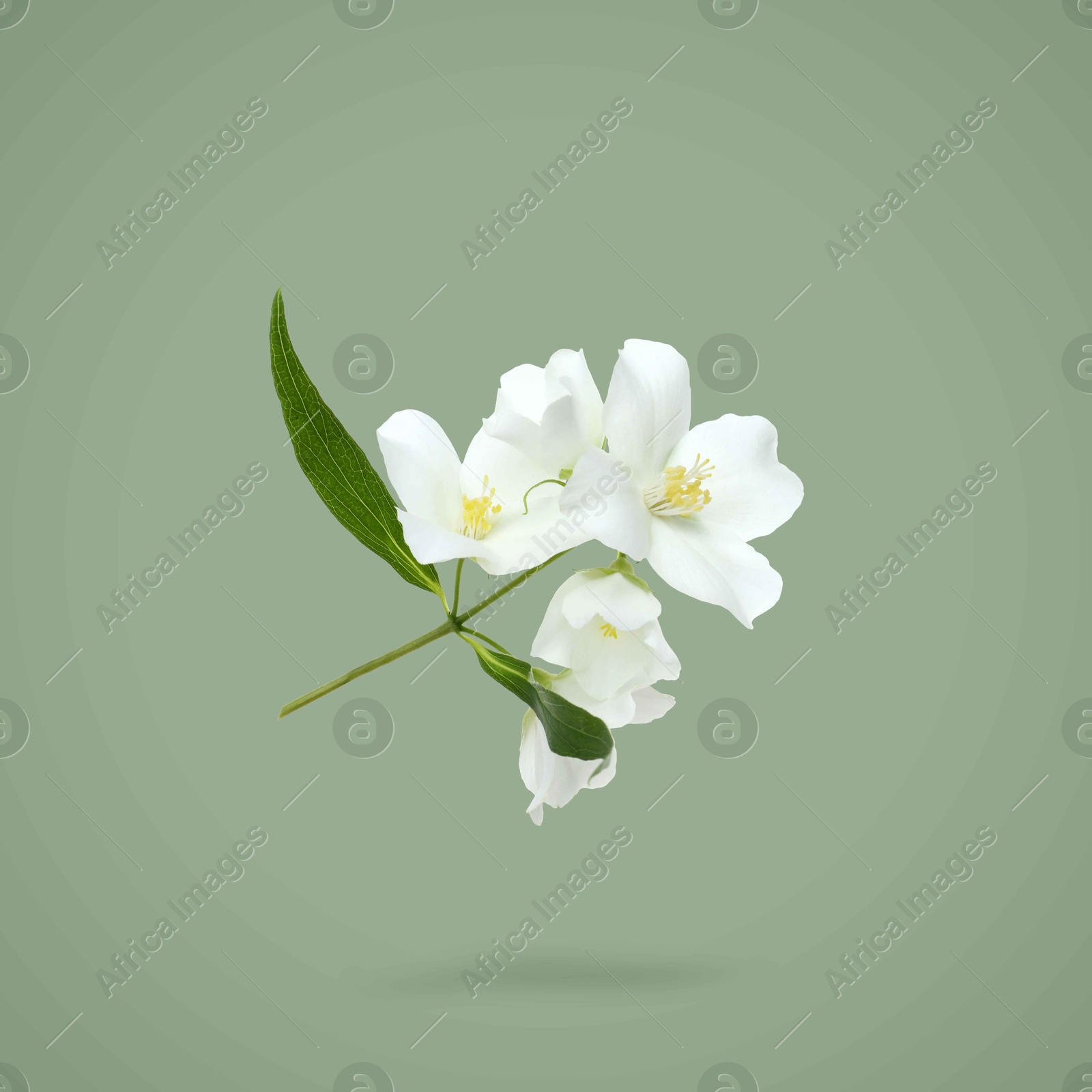 Image of Jasmine flowers and leaves in air on greyish green background. Blooming plant