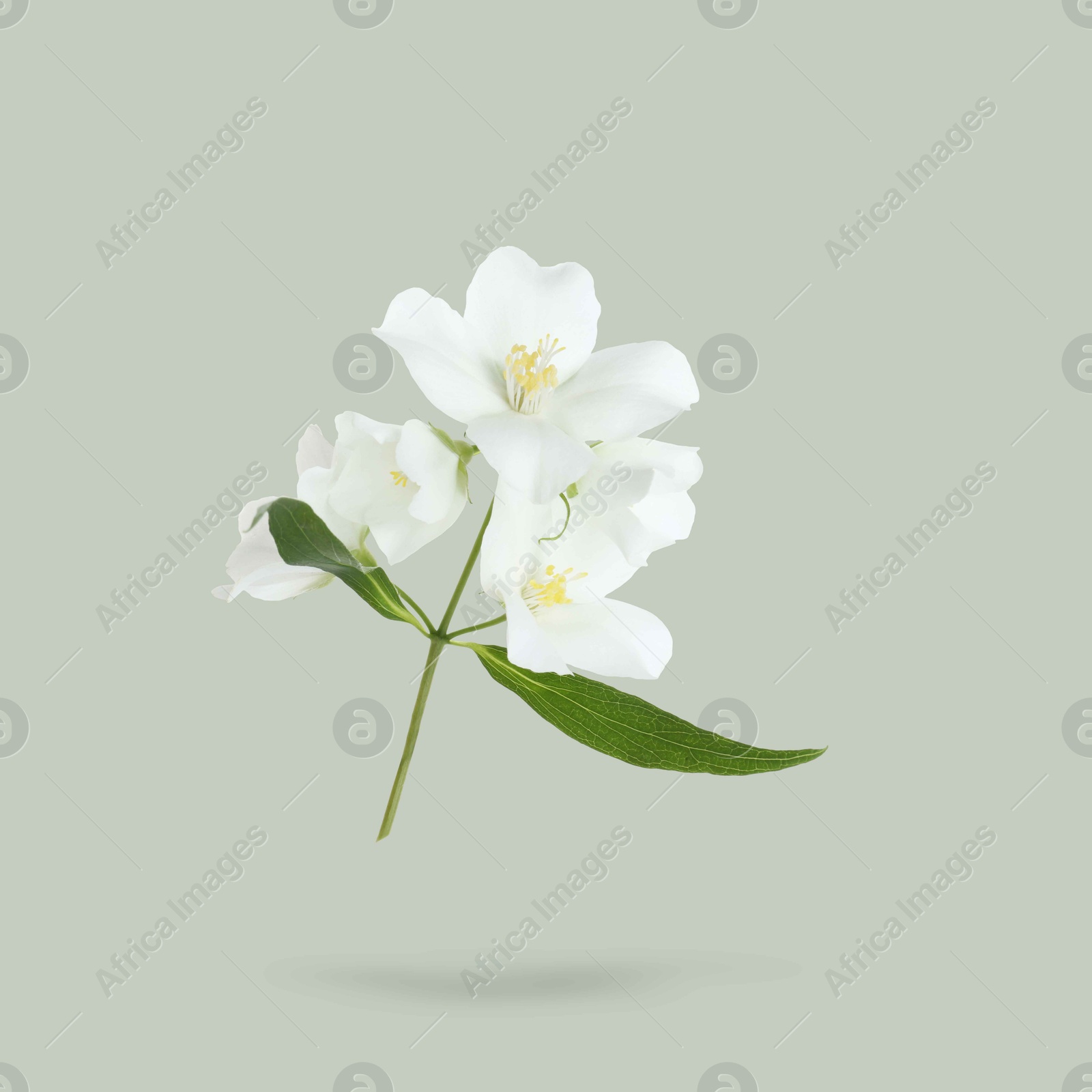 Image of Jasmine flowers and green leaves in air on grey background. Blooming plant