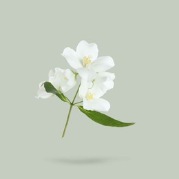 Image of Jasmine flowers and green leaves in air on grey background. Blooming plant