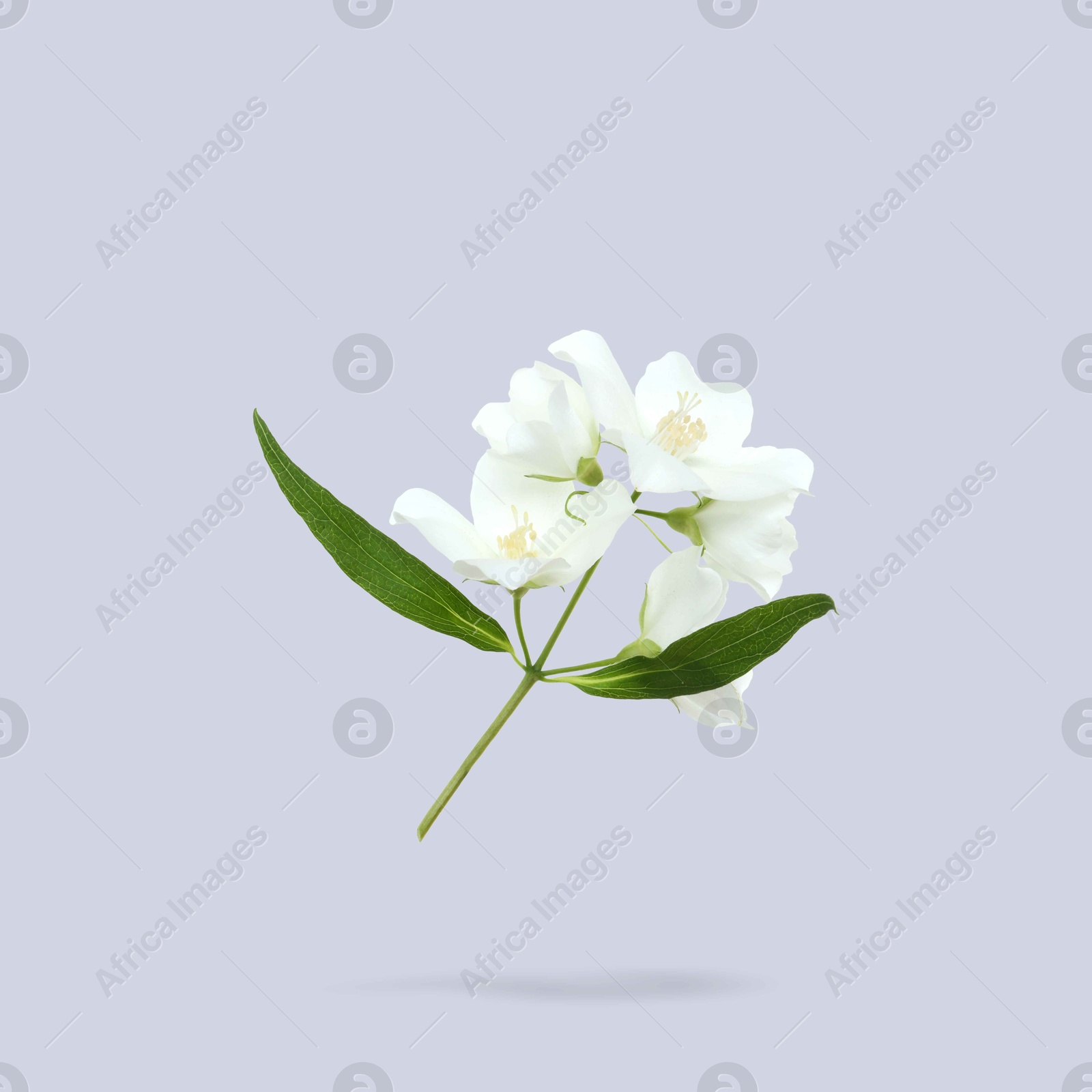 Image of Jasmine flowers and green leaves in air on light blue background. Blooming plant