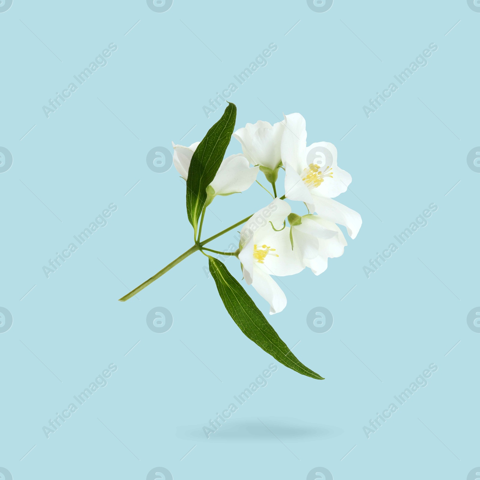 Image of Jasmine flowers and green leaves in air on light blue background. Blooming plant