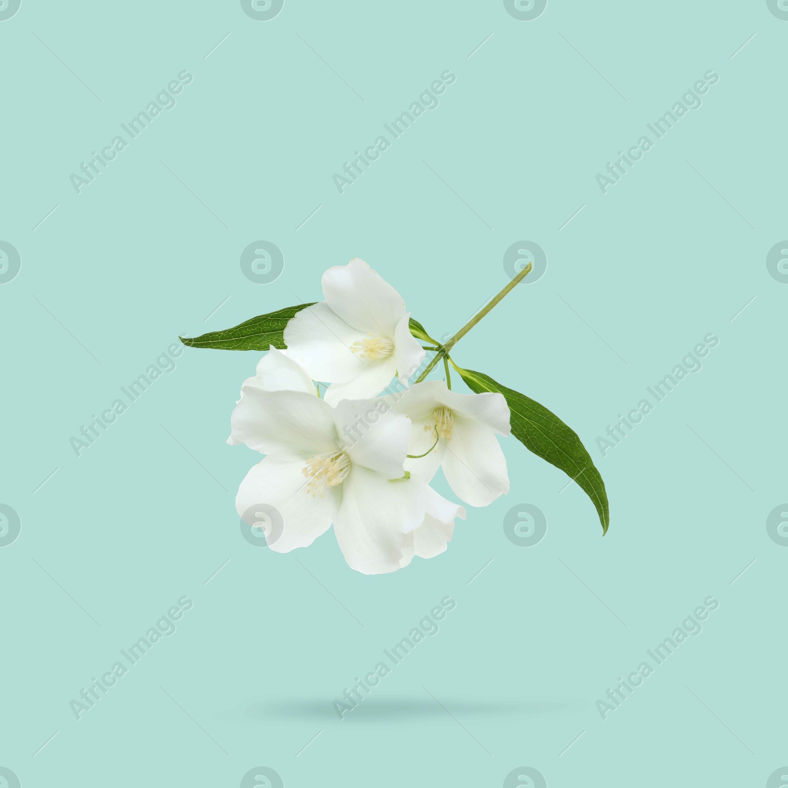 Image of Jasmine flowers and green leaves in air on light blue background. Blooming plant