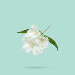 Image of Jasmine flowers and green leaves in air on light blue background. Blooming plant