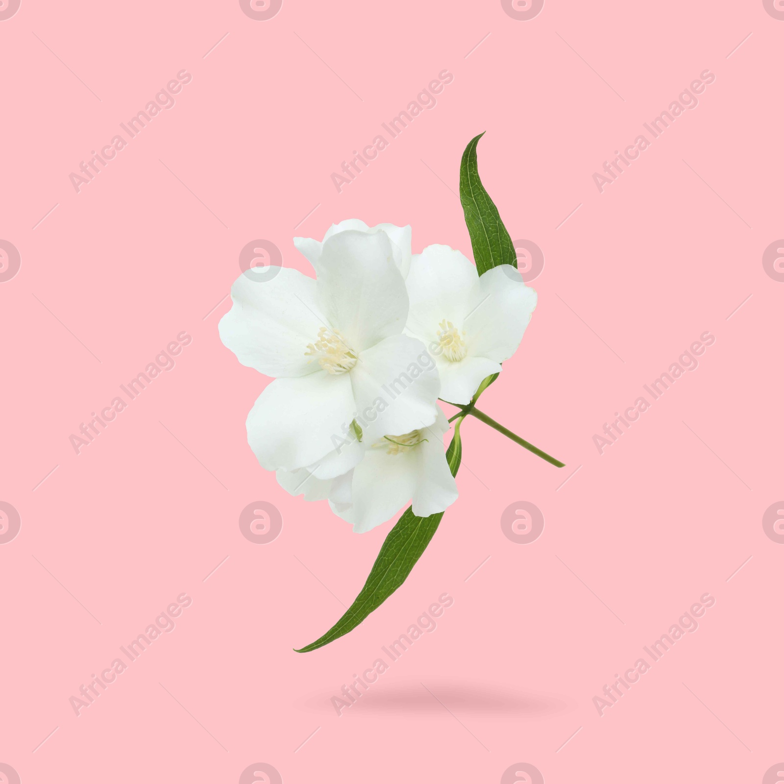 Image of Jasmine flowers and green leaves in air on pink background. Blooming plant