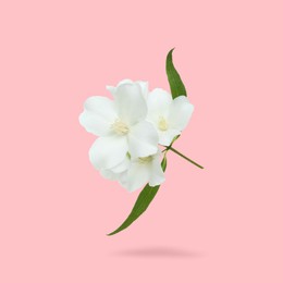 Image of Jasmine flowers and green leaves in air on pink background. Blooming plant