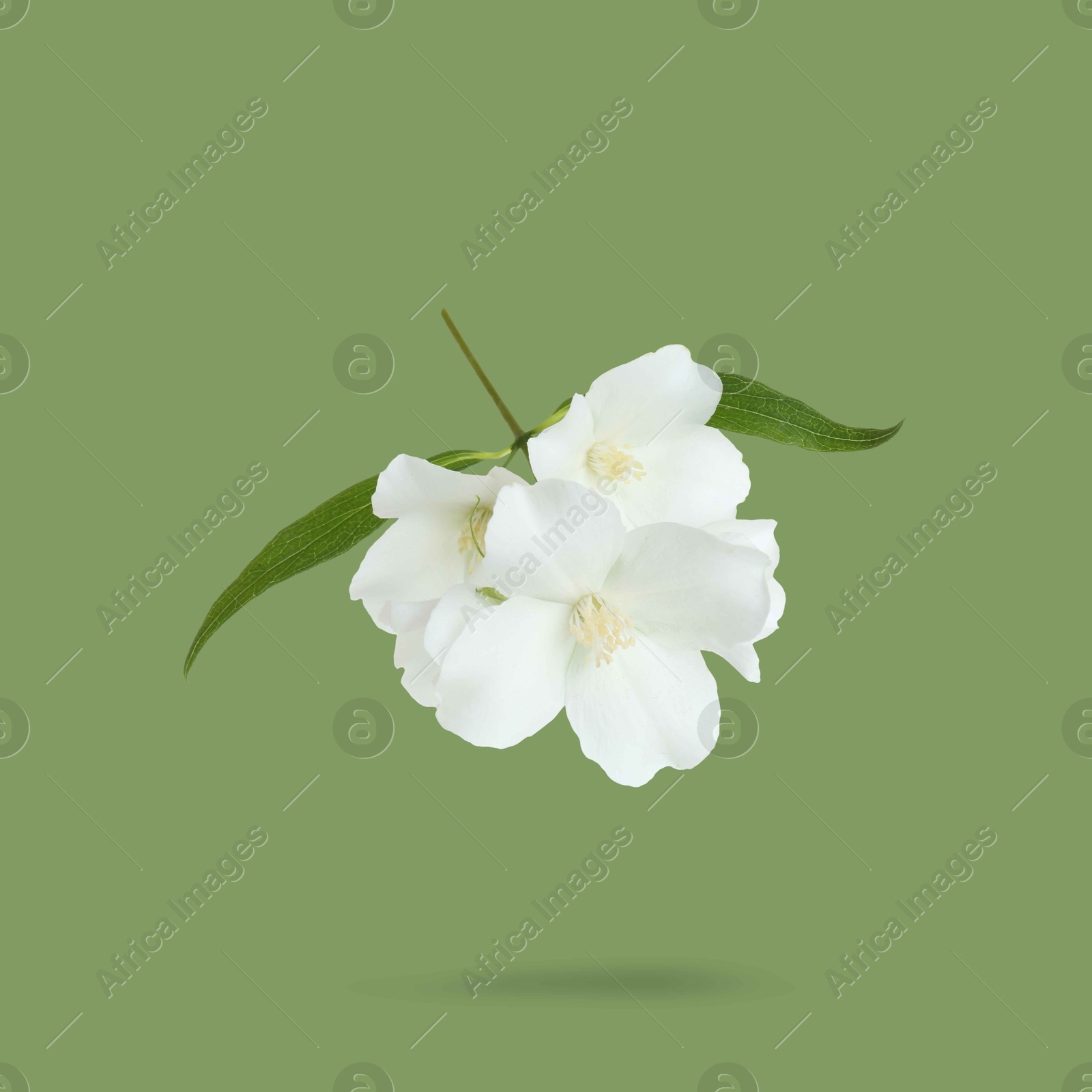 Image of Jasmine flowers and leaves in air on green background. Blooming plant