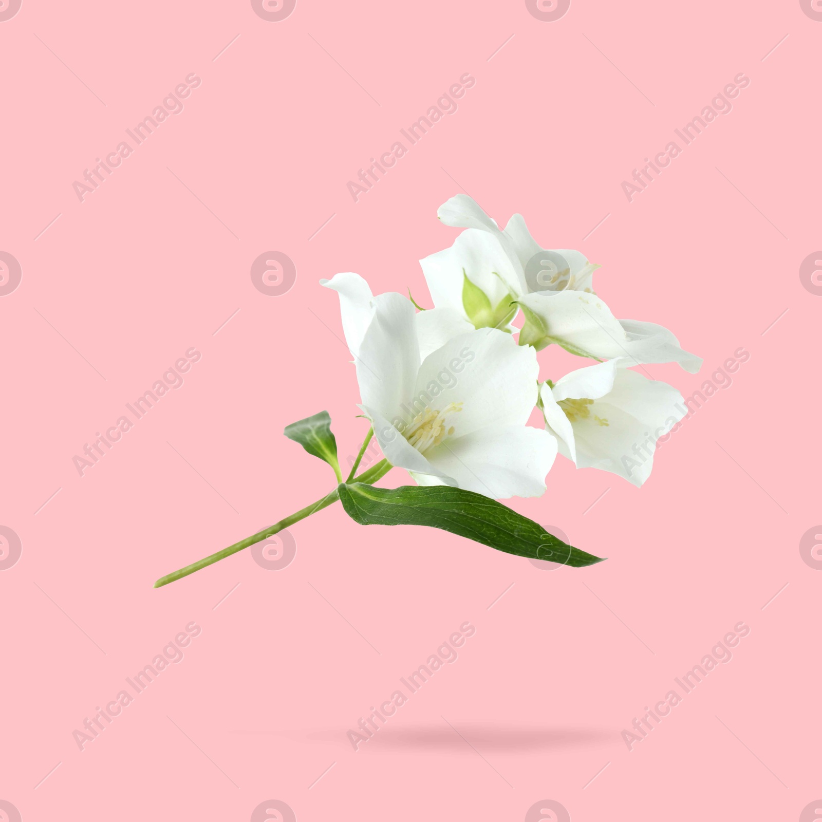 Image of Jasmine flowers and green leaves in air on pink background. Blooming plant