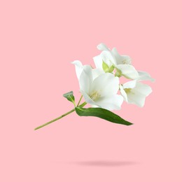 Image of Jasmine flowers and green leaves in air on pink background. Blooming plant