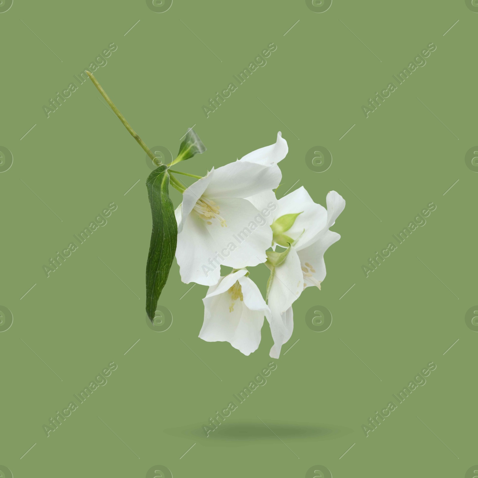 Image of Jasmine flowers and leaves in air on green background. Blooming plant