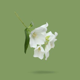 Image of Jasmine flowers and leaves in air on green background. Blooming plant