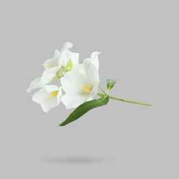 Image of Jasmine flowers and green leaves in air on light blue background. Blooming plant