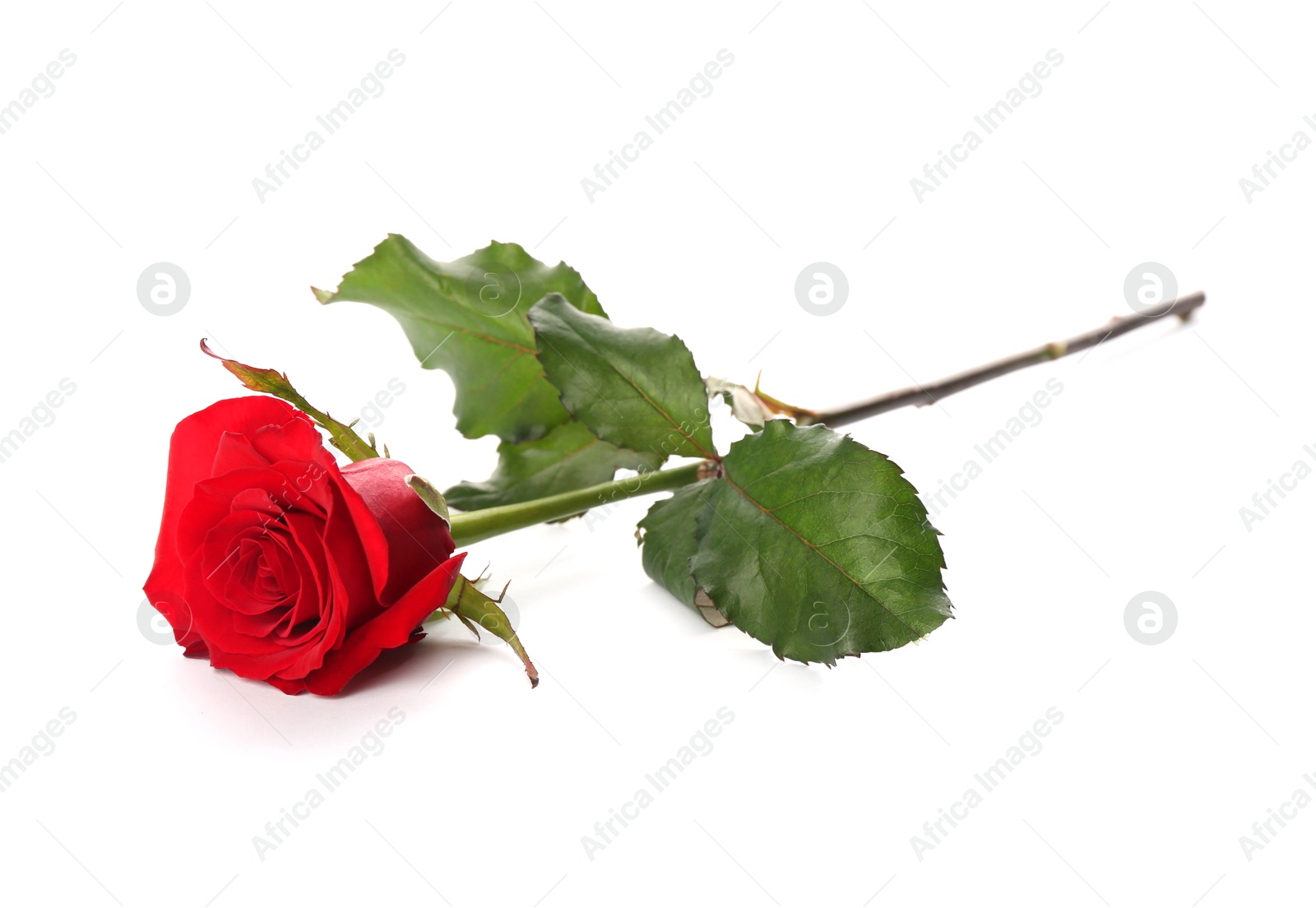 Photo of Beautiful red rose on white background. St. Valentine's day celebration