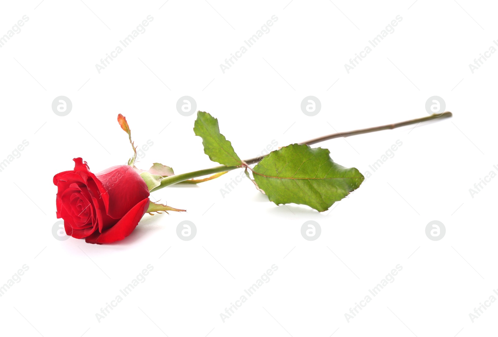 Photo of Beautiful red rose on white background. St. Valentine's day celebration