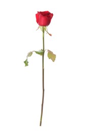 Photo of Beautiful red rose on white background. St. Valentine's day celebration