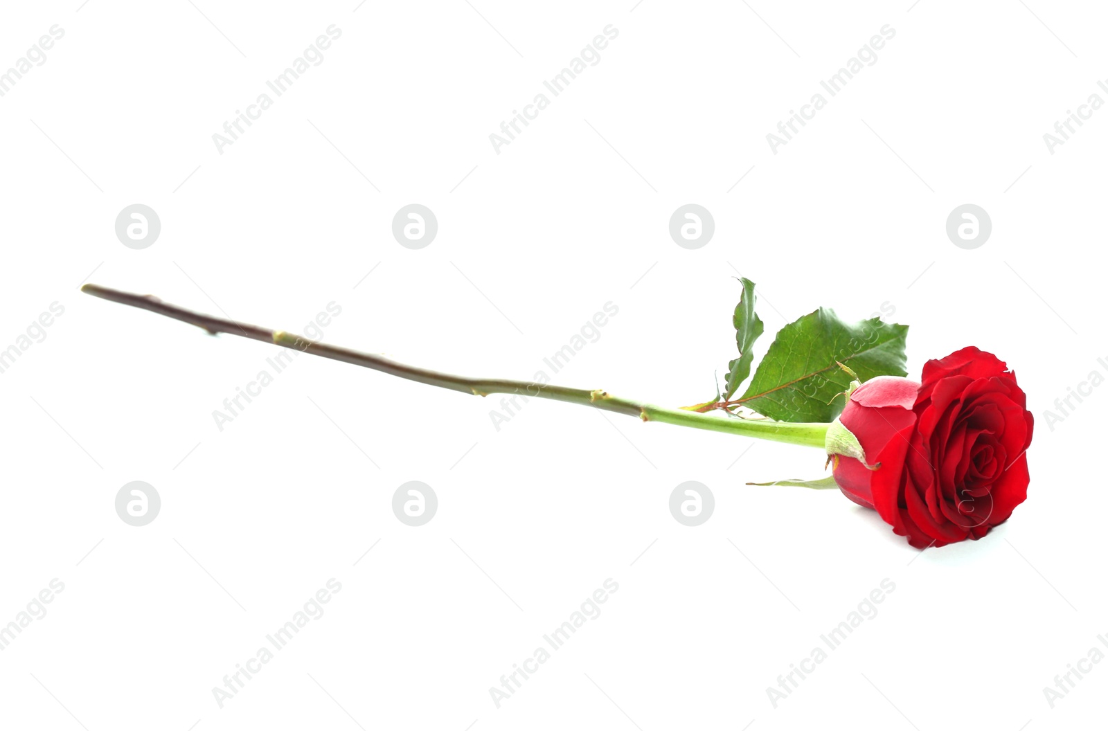 Photo of Beautiful red rose on white background. St. Valentine's day celebration