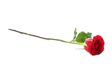 Photo of Beautiful red rose on white background. St. Valentine's day celebration