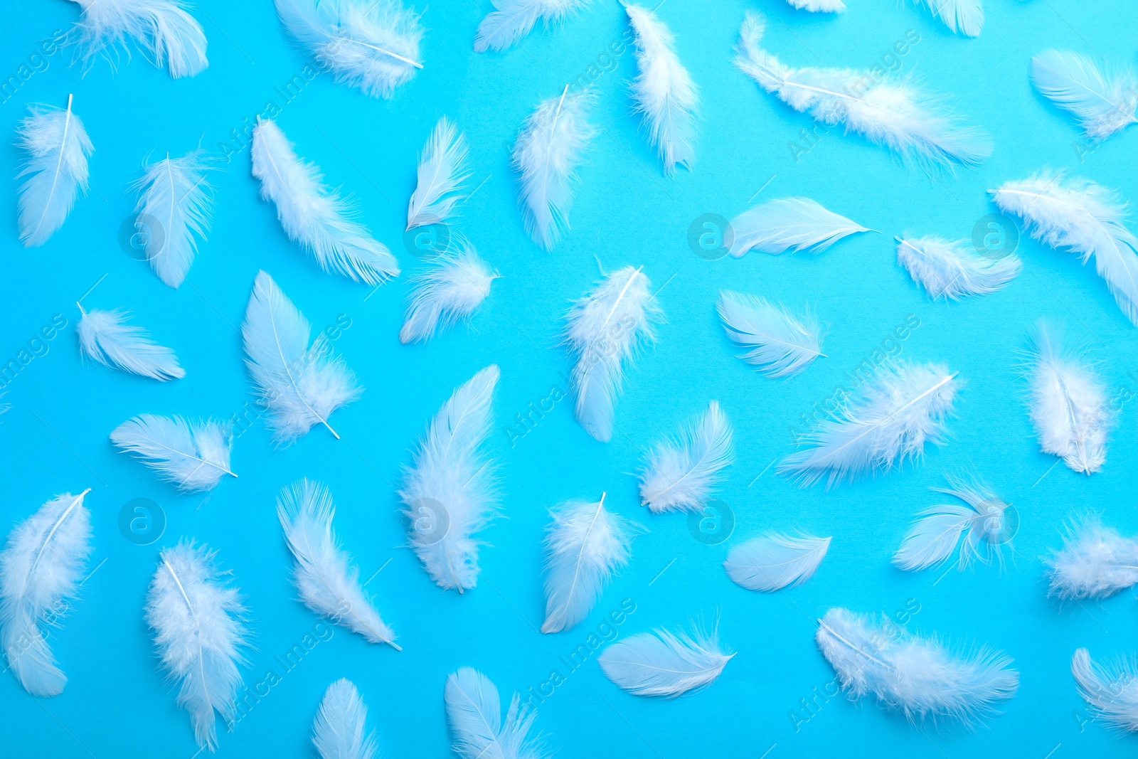 Photo of Beautiful fluffy feathers on light blue background, flat lay