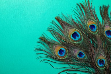 Photo of Many beautiful peacock feathers on turquoise background, top view. Space for text