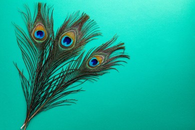 Photo of Many beautiful peacock feathers on turquoise background, top view. Space for text