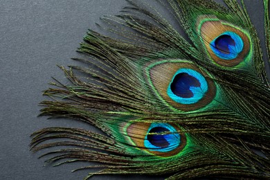 Photo of Many beautiful peacock feathers on black background, top view