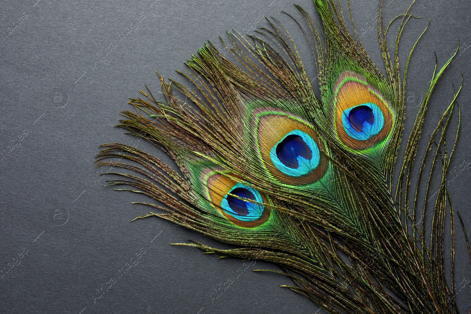 Photo of Many beautiful peacock feathers on black background, top view