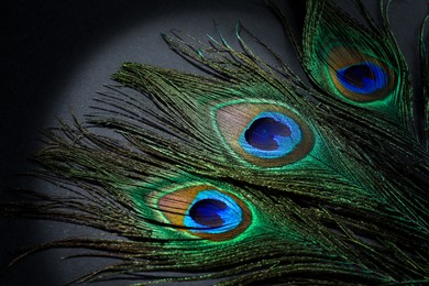 Photo of Many beautiful peacock feathers on black background, closeup