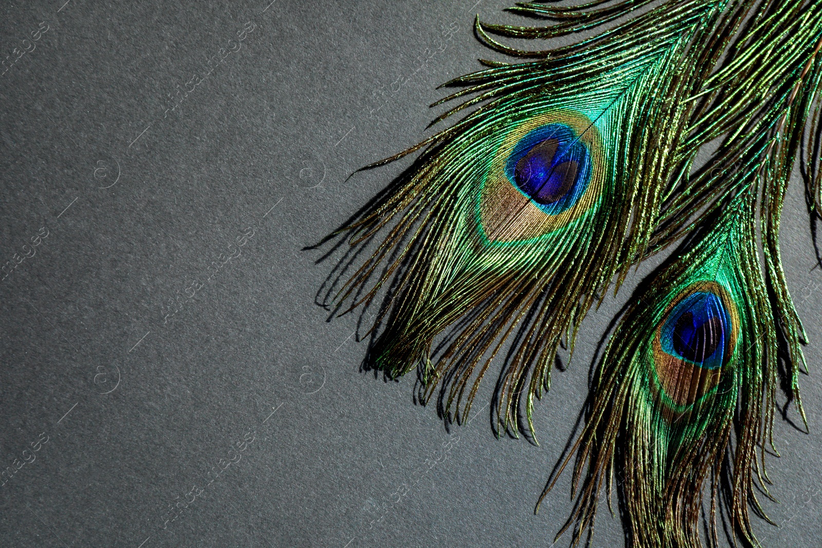 Photo of Two beautiful peacock feathers on light brown background, top view. Space for text