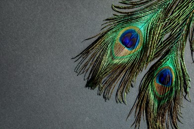 Photo of Two beautiful peacock feathers on light brown background, top view. Space for text