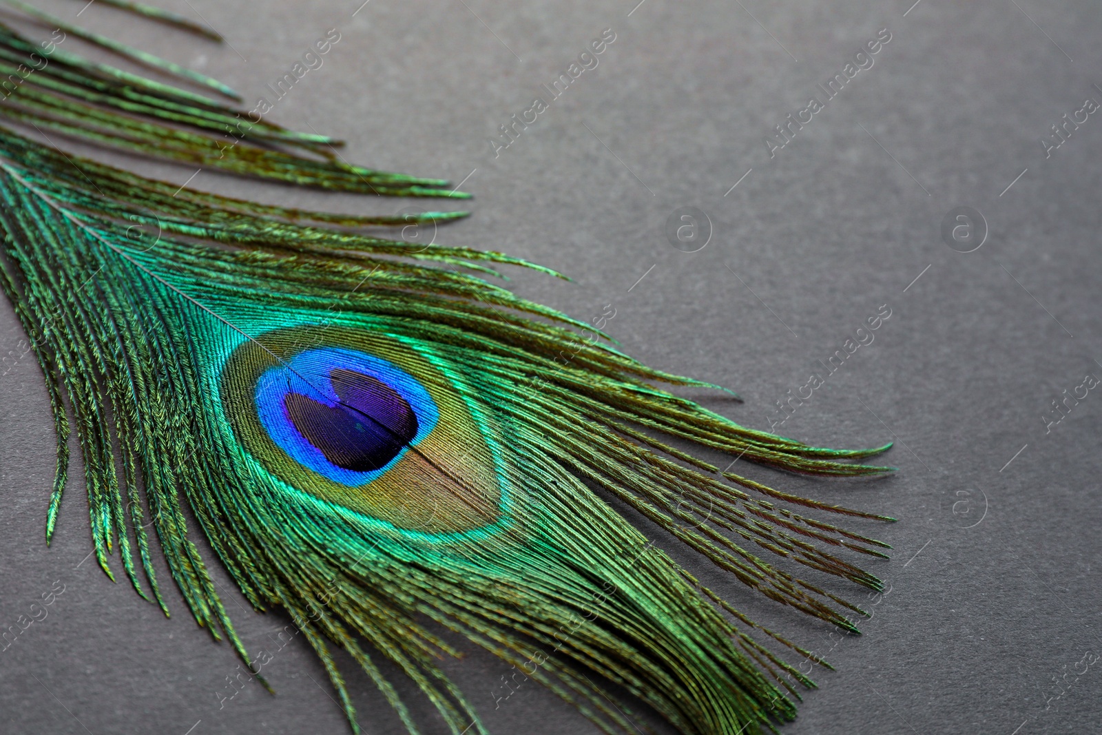 Photo of One beautiful peacock feather on dark grey background, closeup