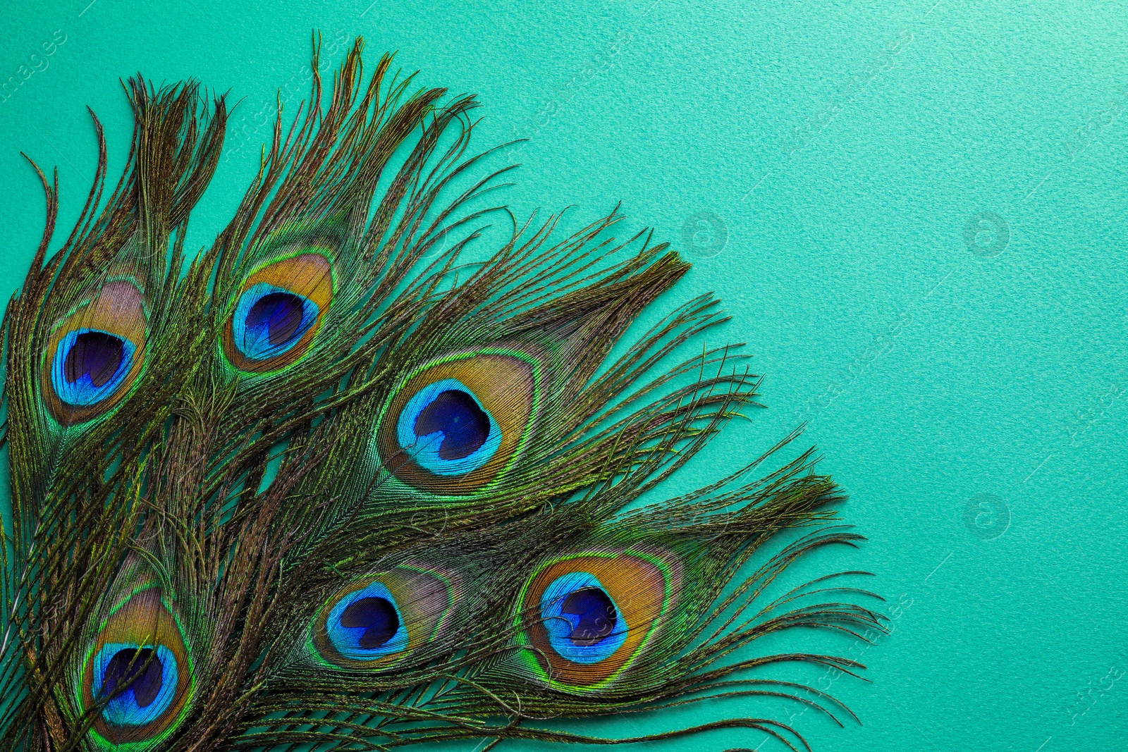 Photo of Many beautiful peacock feathers on turquoise background, top view. Space for text