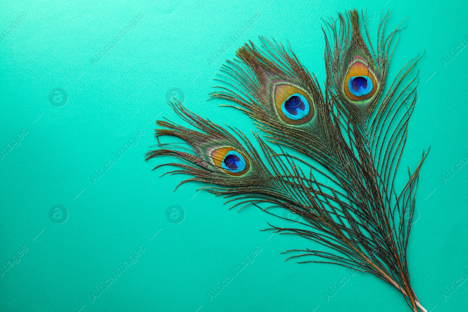 Photo of Many beautiful peacock feathers on turquoise background, top view. Space for text