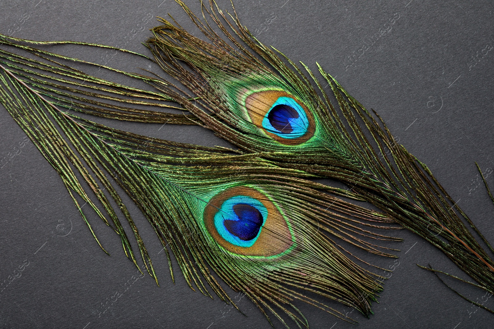 Photo of Two beautiful peacock feathers on dark grey background, top view