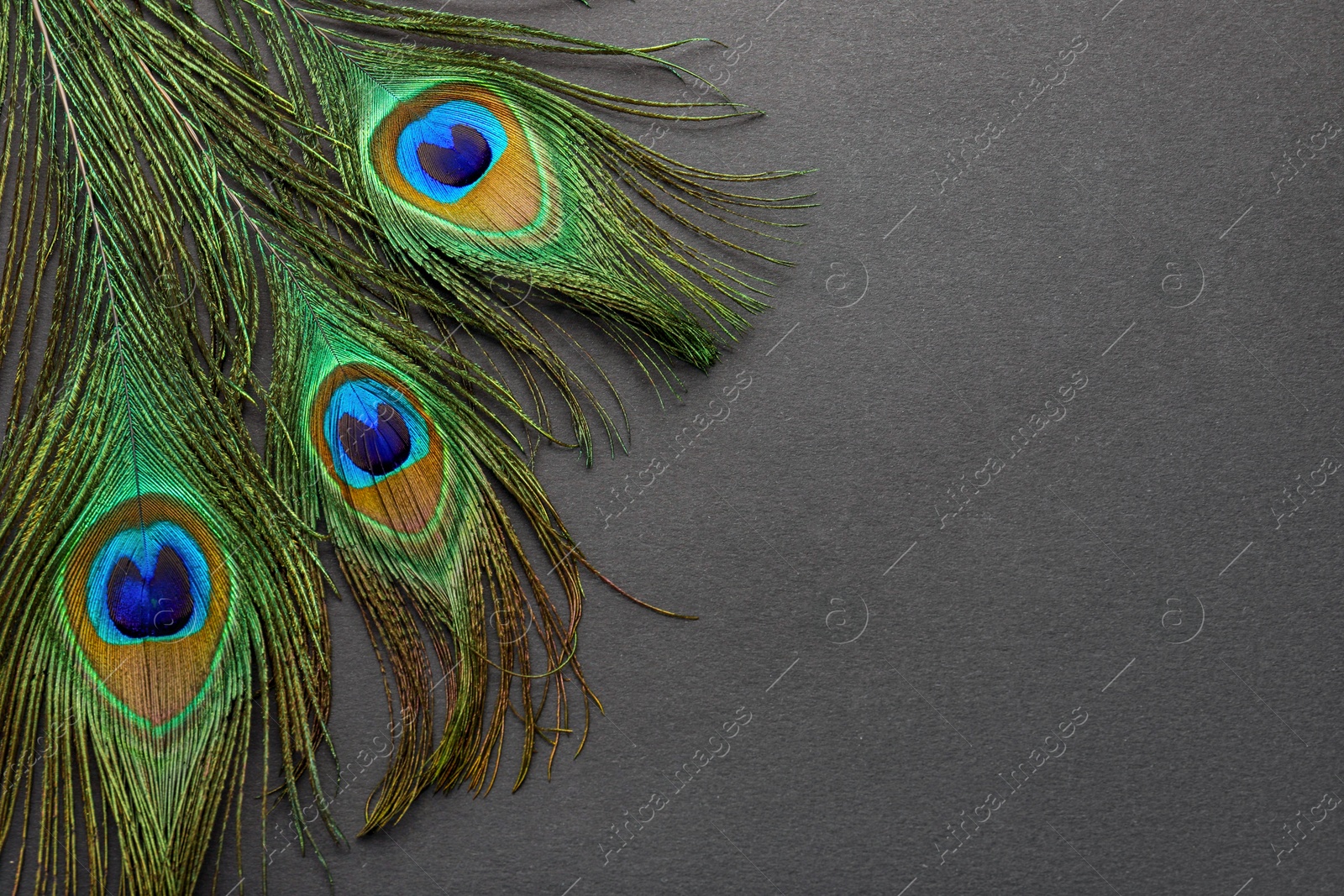 Photo of Many beautiful peacock feathers on dark grey background, top view. Space for text