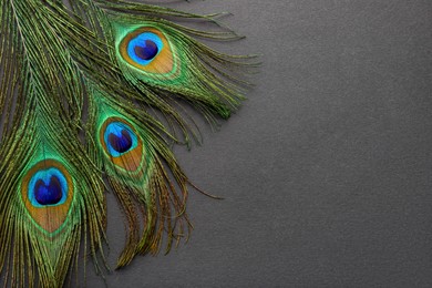 Photo of Many beautiful peacock feathers on dark grey background, top view. Space for text