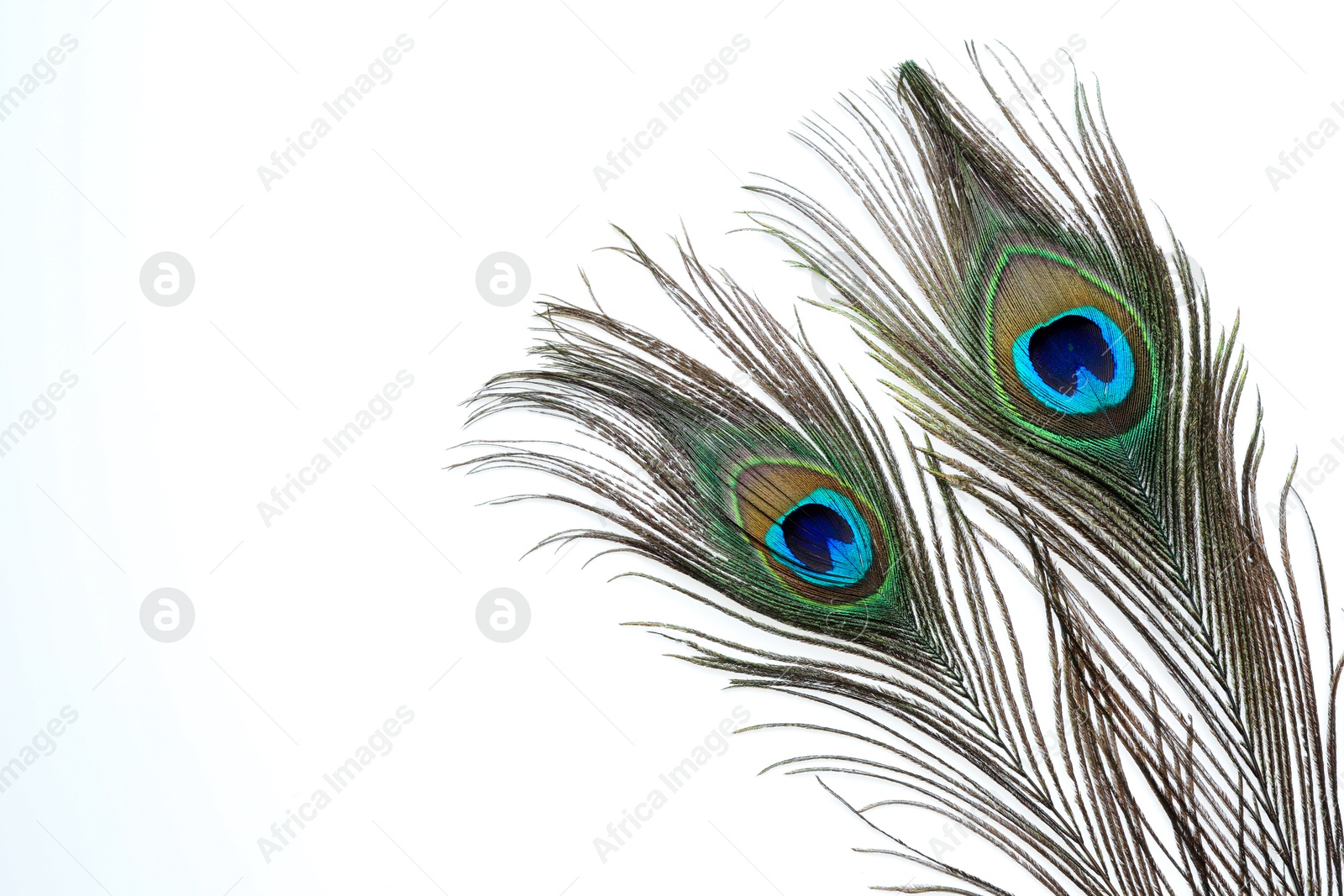 Photo of Two beautiful peacock feathers isolated on white